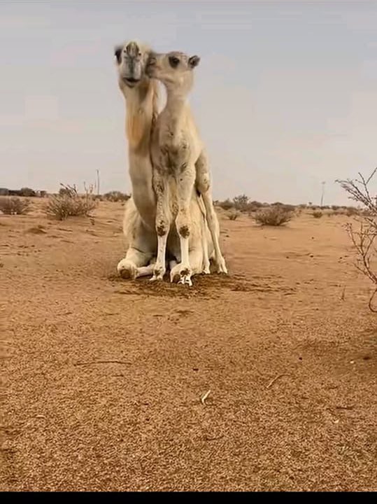 فتاة همدان tweet media