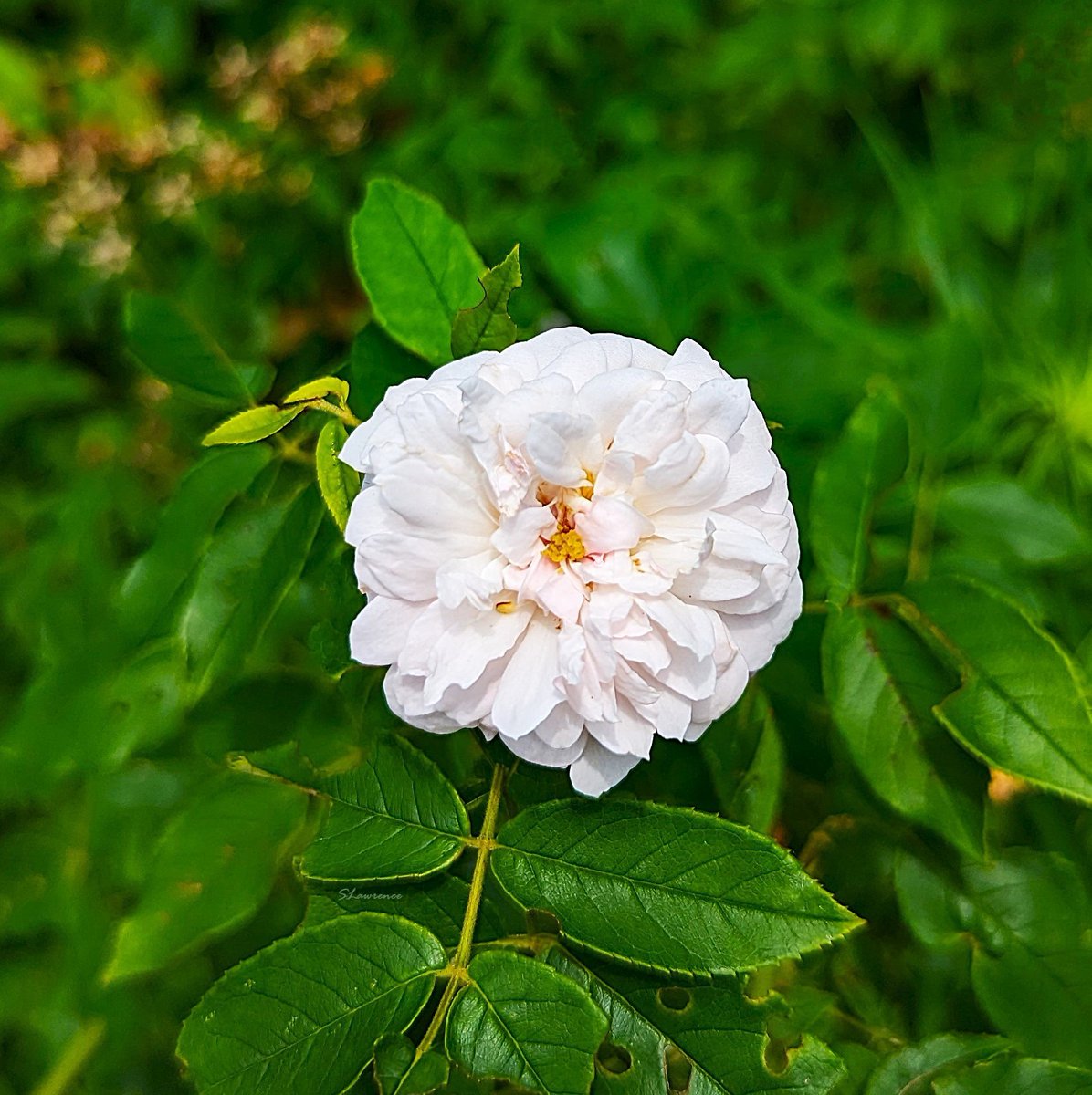 RocDrAdventures's tweet image. Good morning &amp;amp; happy Wednesday. Let the quiet of the morning strengthen your courage. You are allowed to take up space &amp;amp; chase big dreams. Have a great day! 🏜 #photo #photography #photooftheday #NaturePhotography #RoseWednesday #rose #flowerphotography #Flowers #BloomScrolling