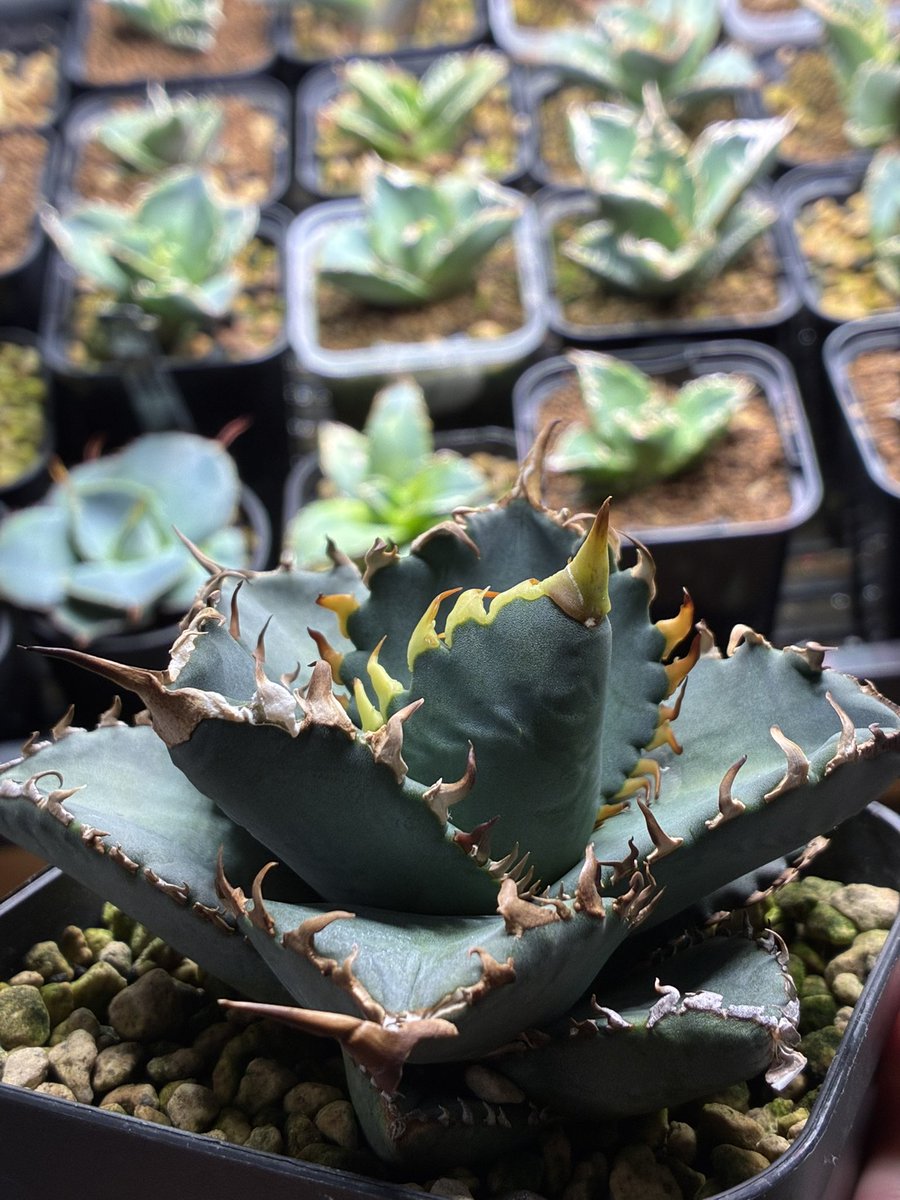 夜の植物 tweet media