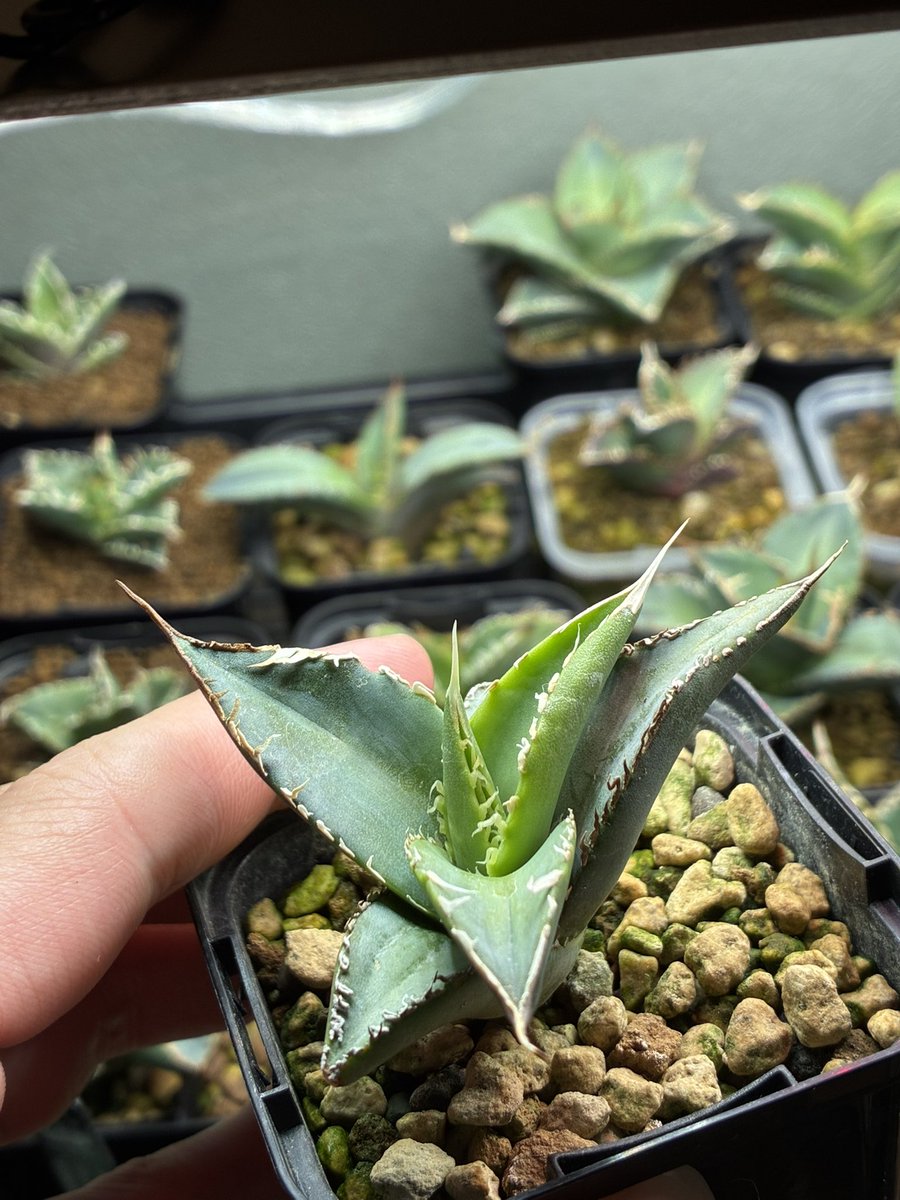 夜の植物 tweet media