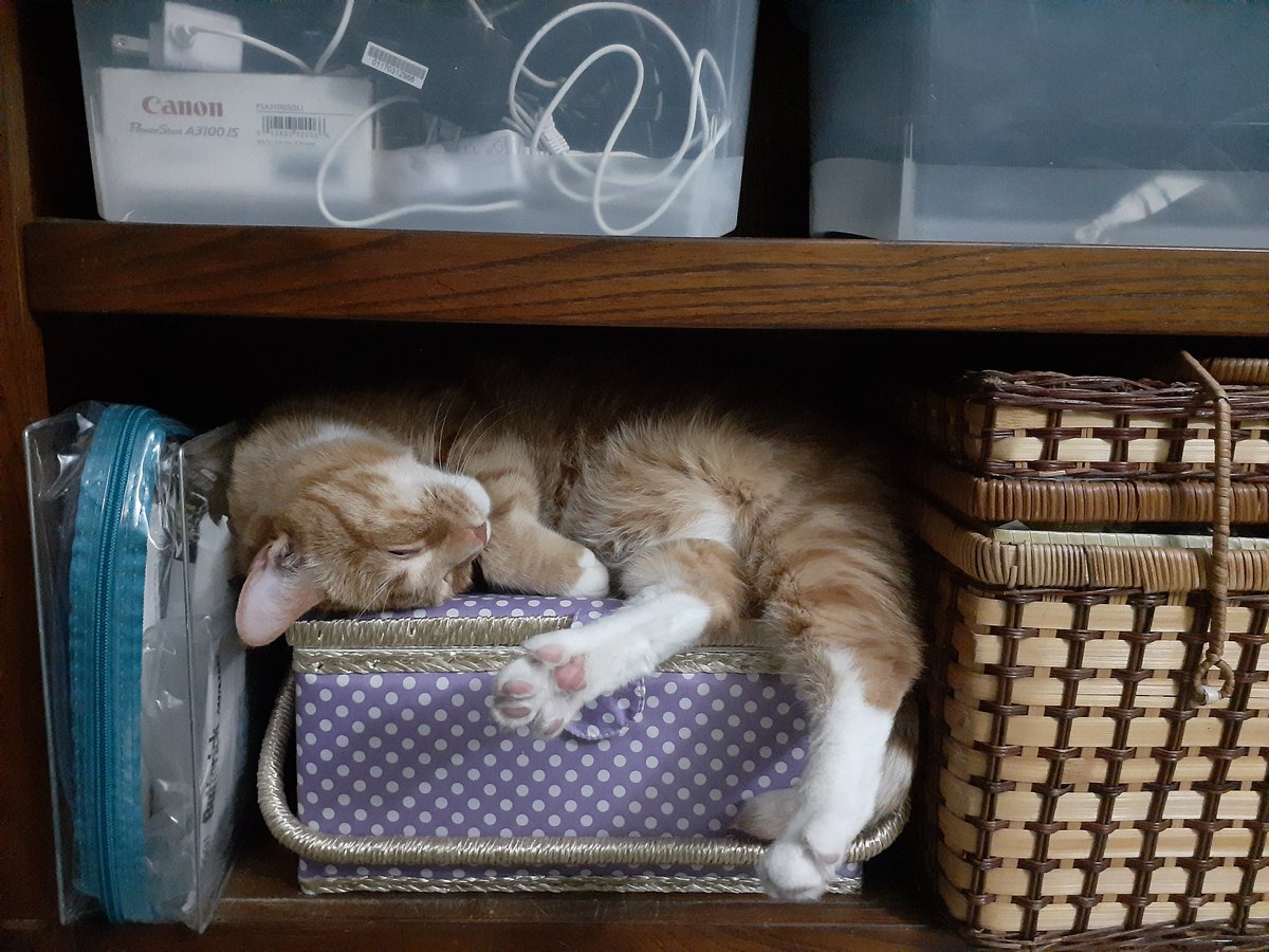 danice_danis's tweet image. Onedrive reminded me of what happened on this day. 

This is my dear departed Stinky in 2021. He passed away from an urinary blockage caused by chronic cystitis--the episode was triggered by a fire in the building.

His passing made a space for Boots to join the fam in Feb 2022.