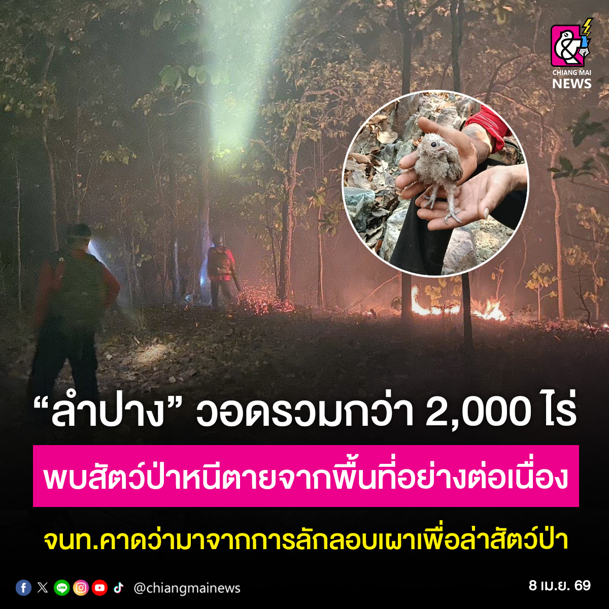 Chiang Mai News tweet media