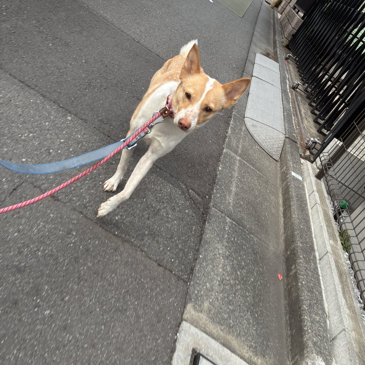 板垣巴留Paru Itagaki tweet media