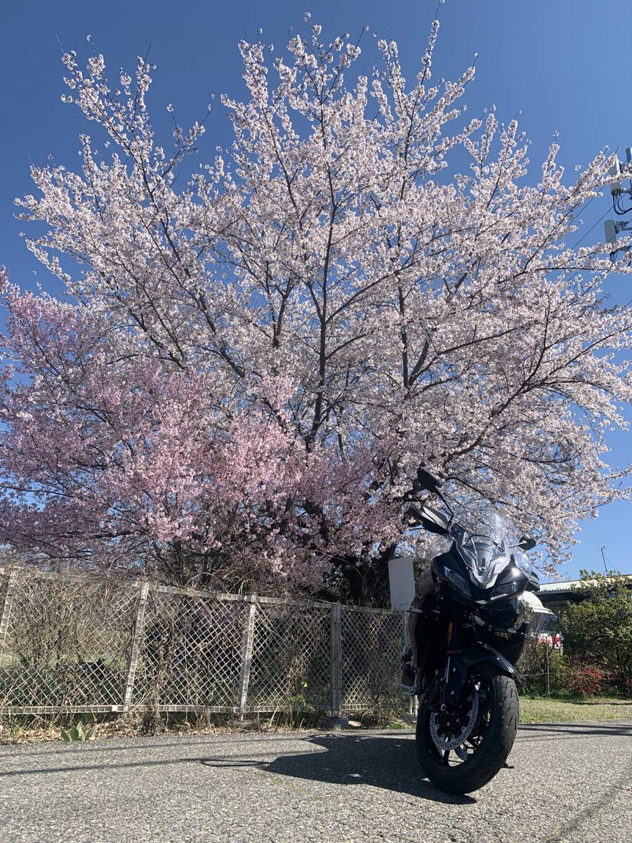 自宅の近くに咲いていた満開の桜
今年はタイガースポーツ800と一緒に😁✋