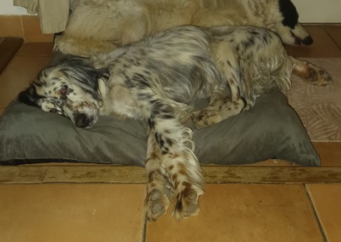 Missing Animaux 81 tweet media