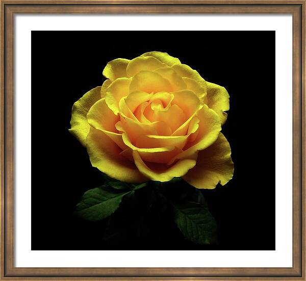 Hurmerinta Art tweet media