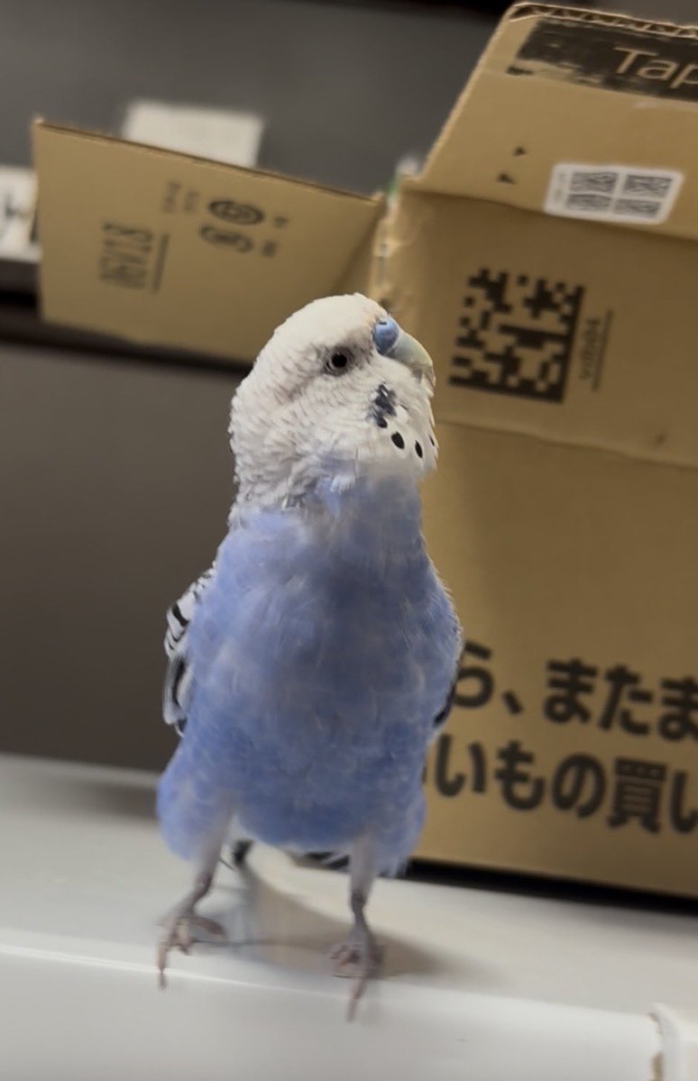 愛海🍆🌱🦜 tweet media