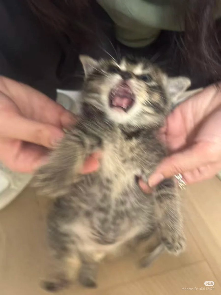 No Context Cats tweet media