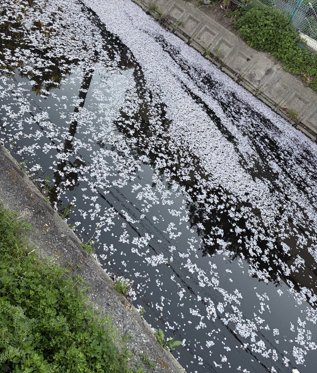 高遠蓮/蓮実🪷文芸「純真」代表 tweet media