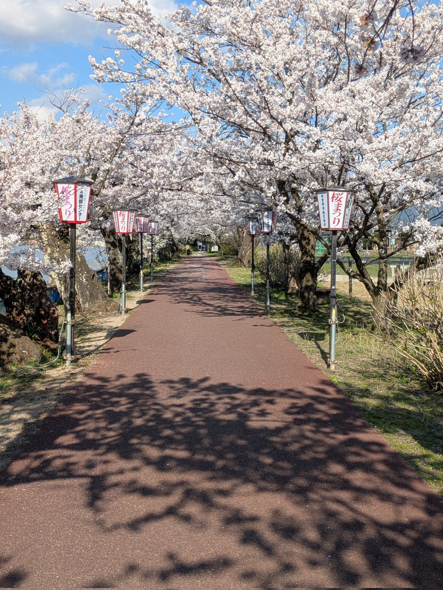今日の福島潟と瓢湖
天気が良く、菜の花も桜も満開🥰