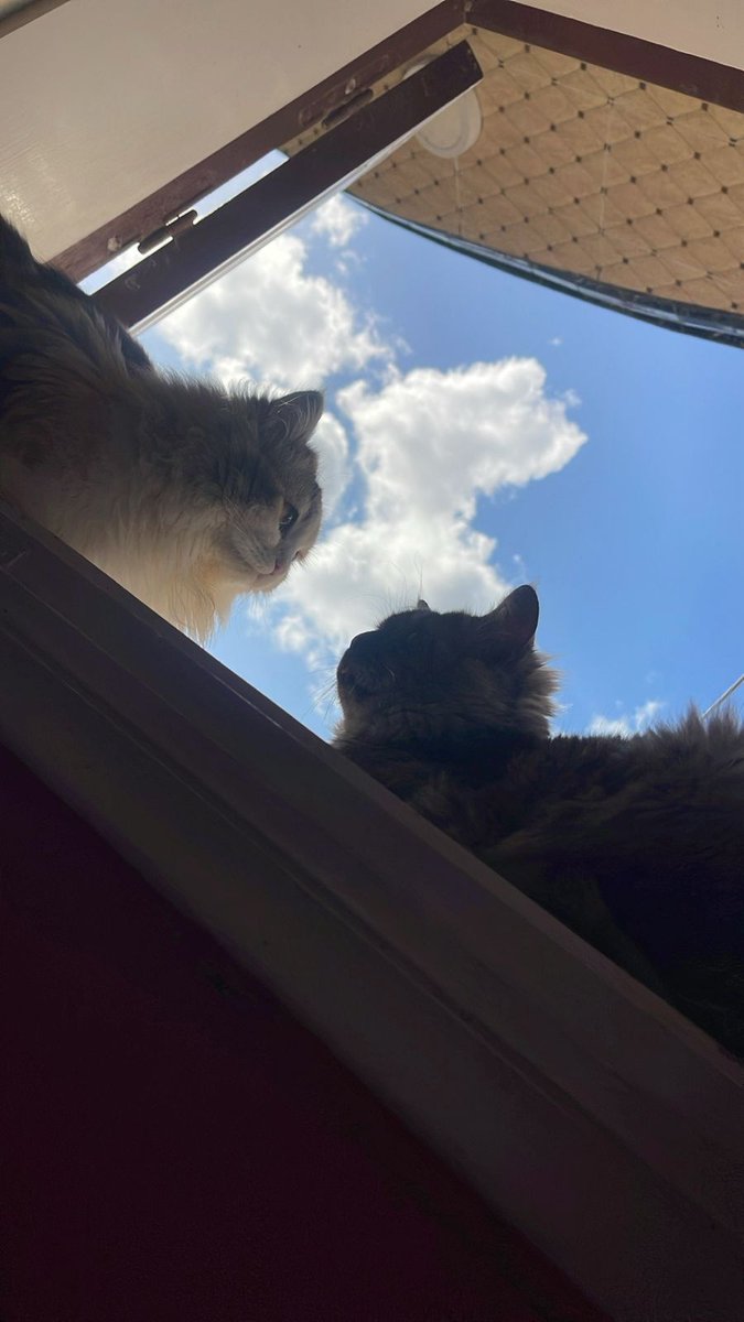 yourfavpetz's tweet photo. سيلڤر + توتي 🐈🐈
📸 @hvbibv8 https://t.co/F5BCp7u4MX