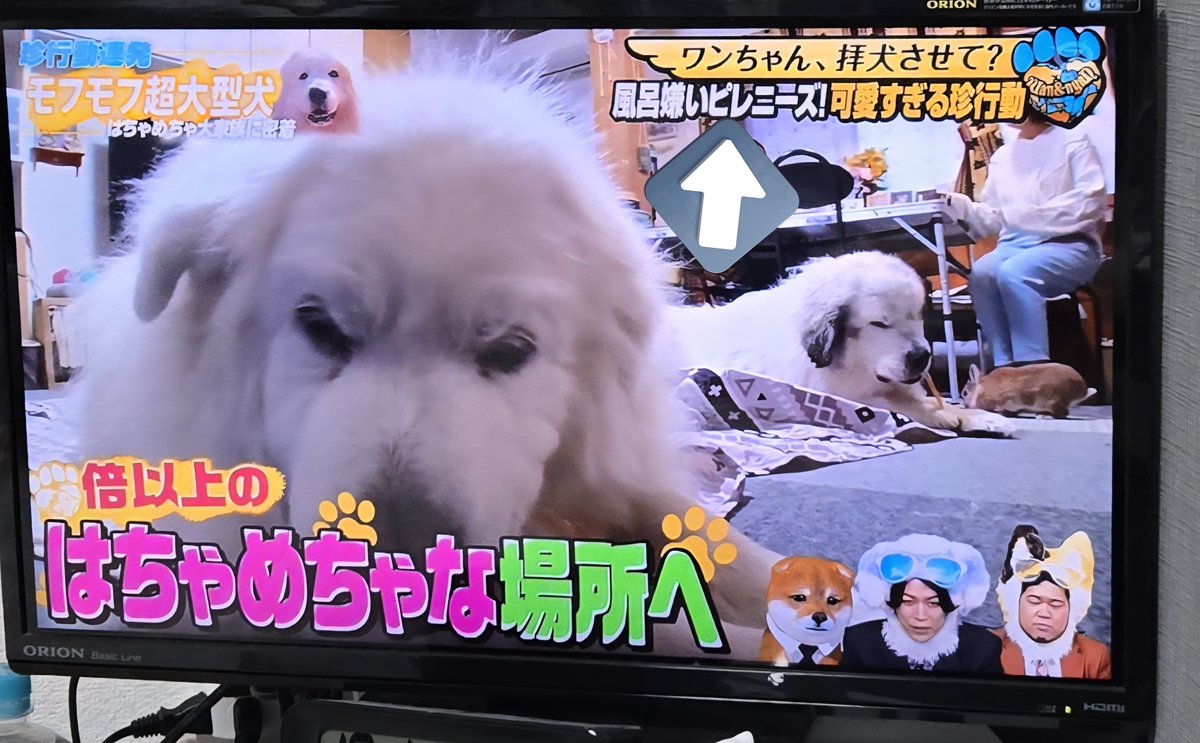 あすぃ tweet media