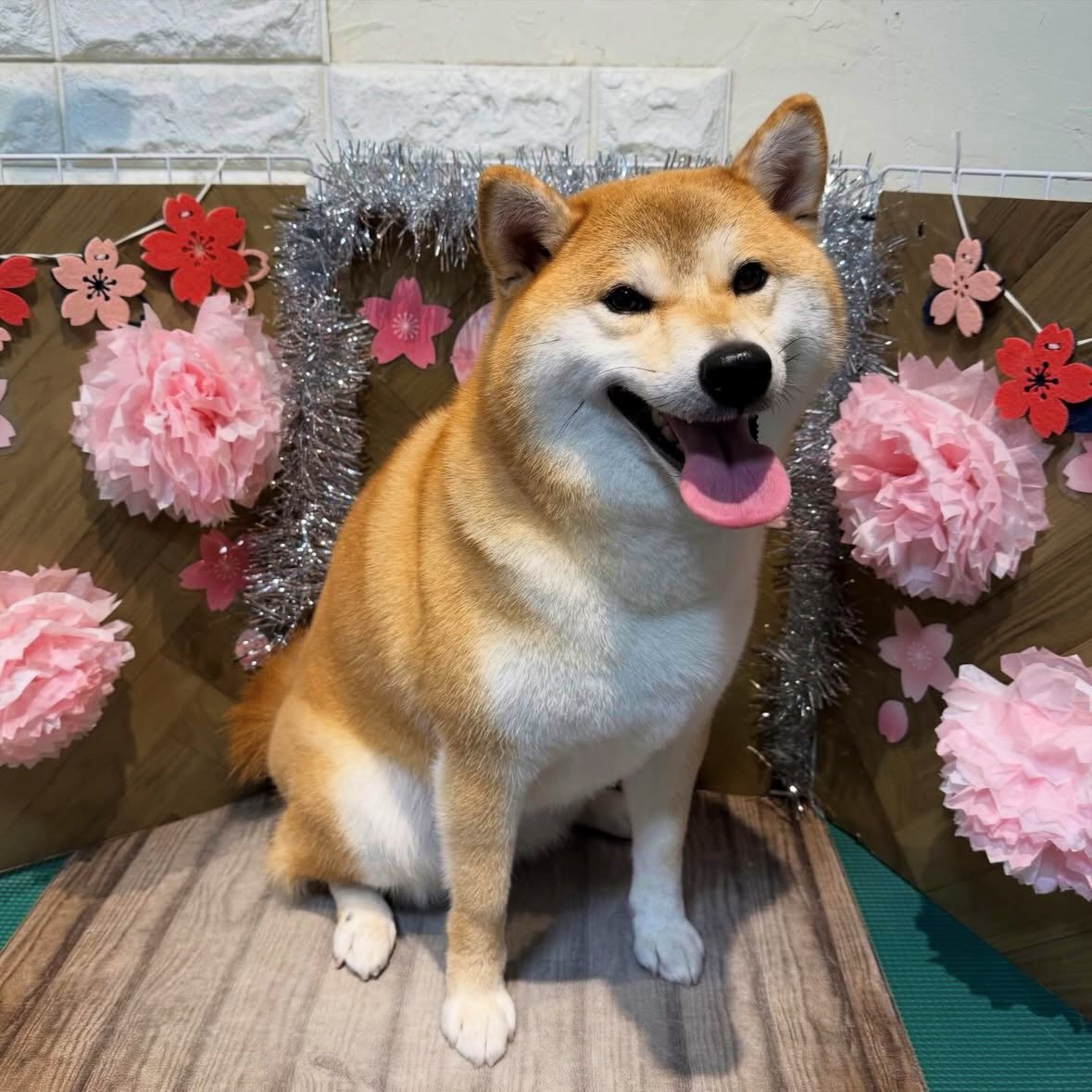 柴犬ちびこ🐾 tweet media