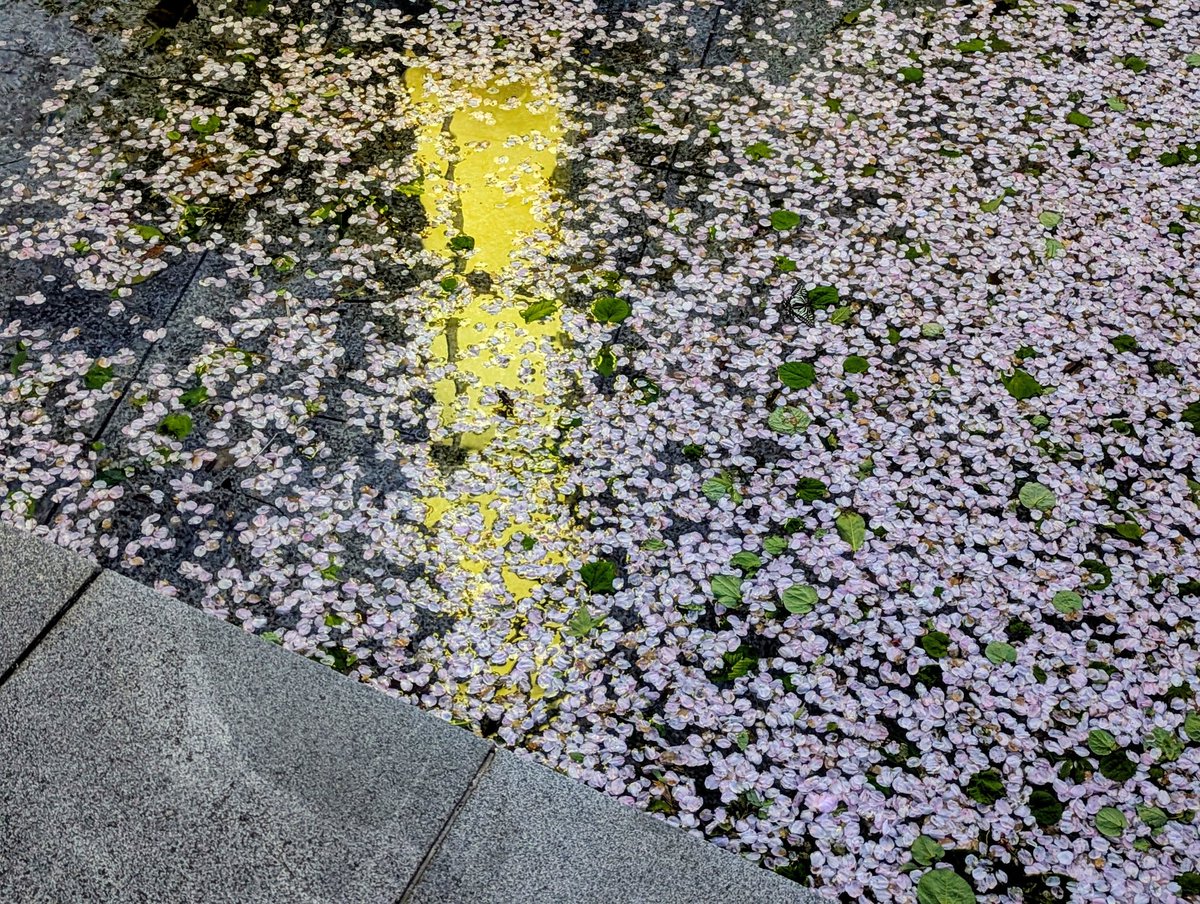 花筏
無機質な団地街の季節感