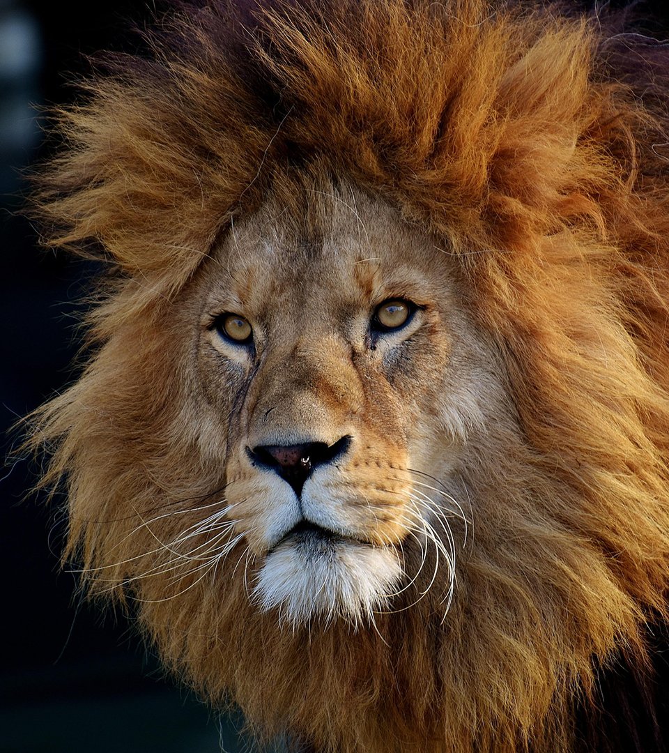 Netflix India South tweet media