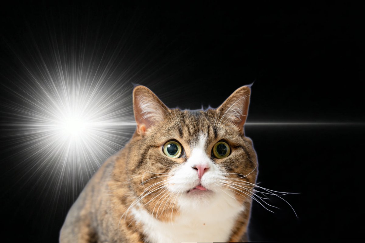 koyamamomoyo's tweet photo. キュピーンあめくん💥

#InspirationCat https://t.co/vlpUAIb0N6