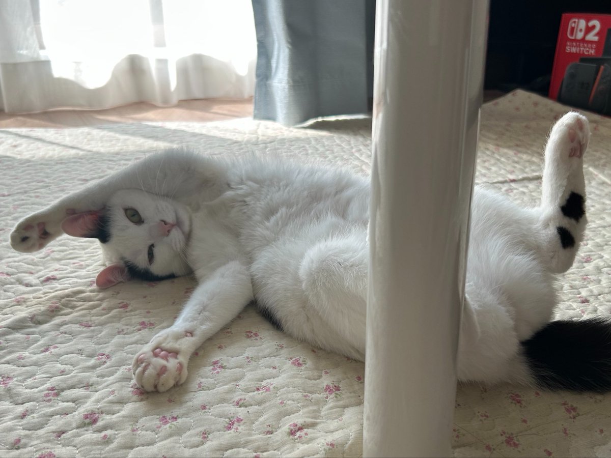 ウルちゃんの飼い主🐱 tweet media