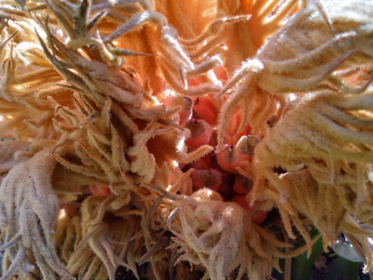 sougyokutei's tweet image. 【今日の花】ソテツ。暖かい本牧より。#SagoPalm #flowers #plants #Yokohama #japan