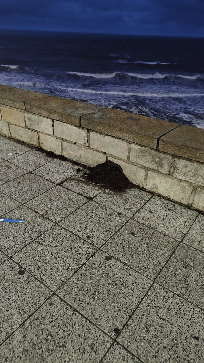 Meme Worschitz 🌊☀️ tweet media