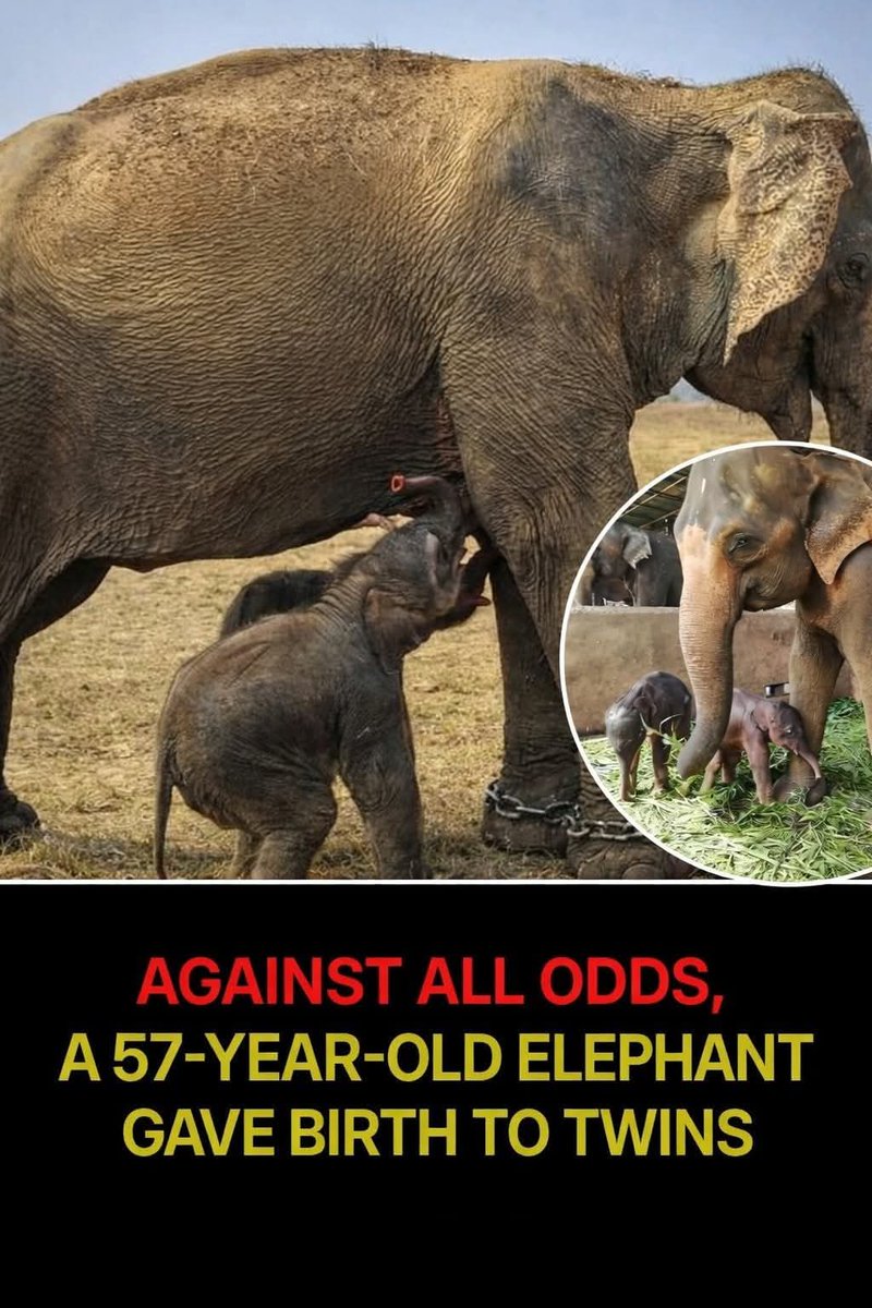 The Husky tweet media