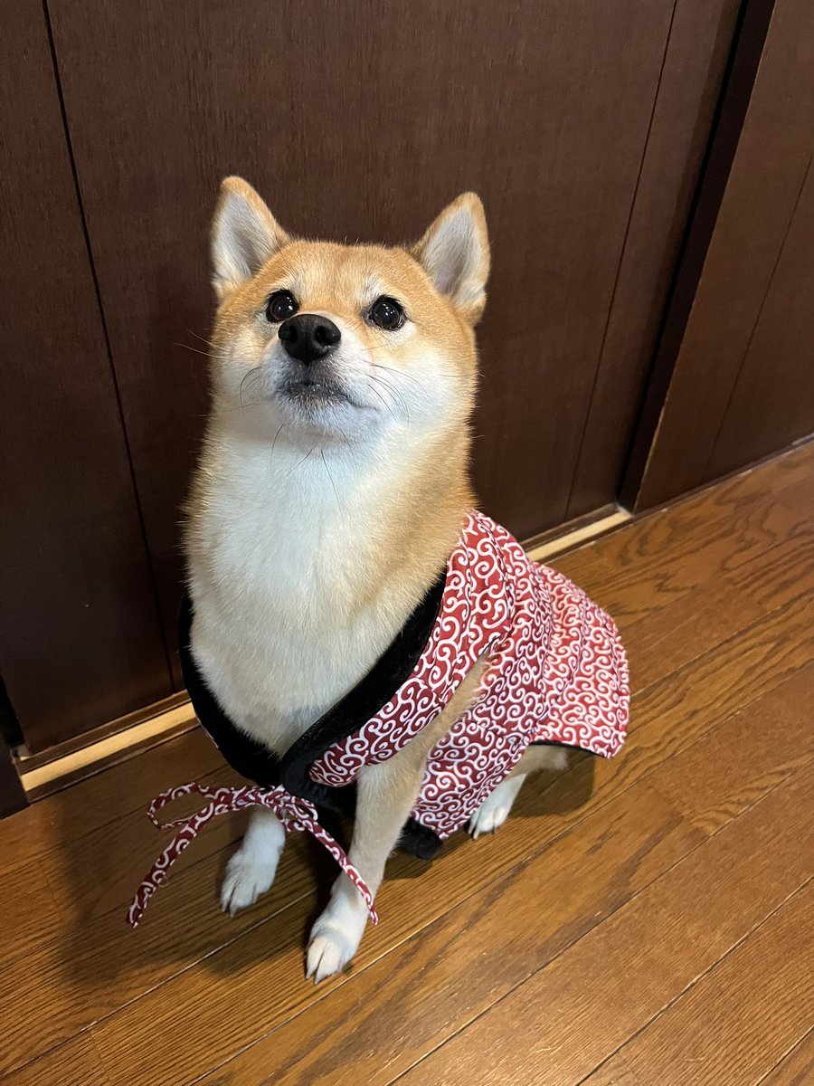 【mame-柴 】 MAME SHIBA PUPPY—THE MINI SIZE SHIBA🐕 🇯🇵豆柴妹妹是一个超级小