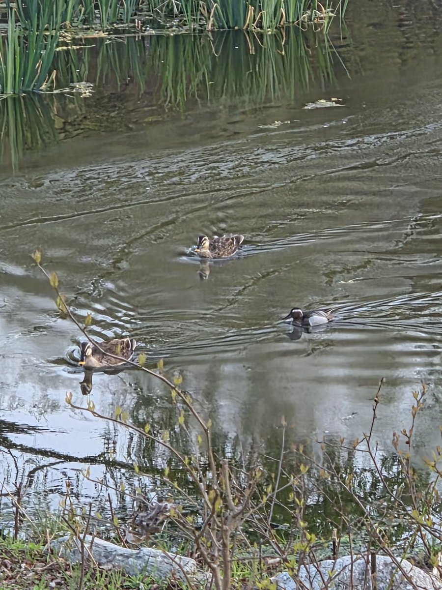 오리넉울 tweet media