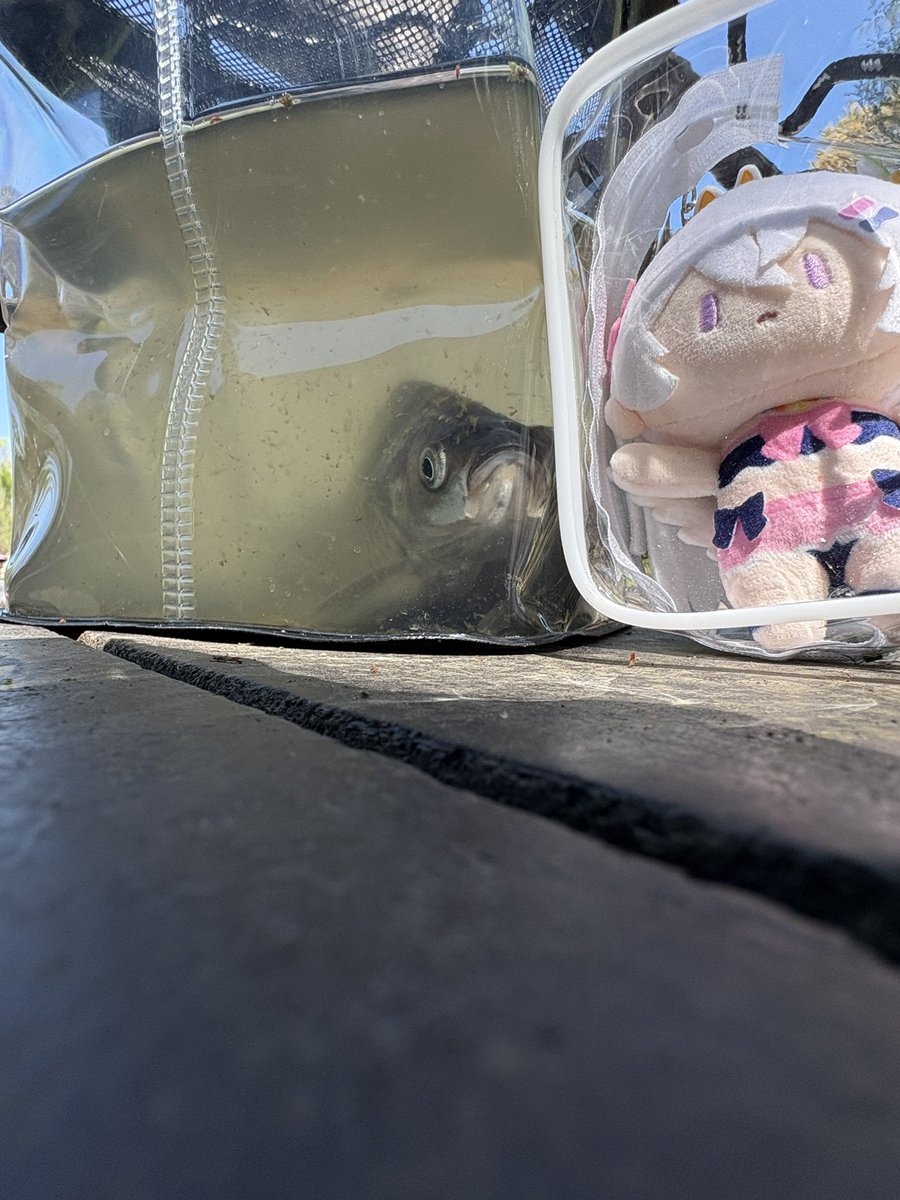 ほんきょー tweet media