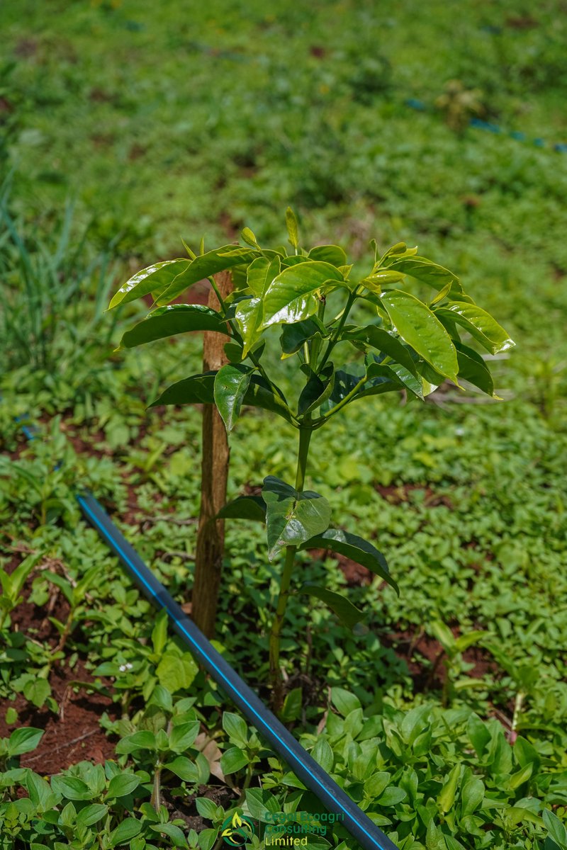 Cegoi Agriconsult tweet media