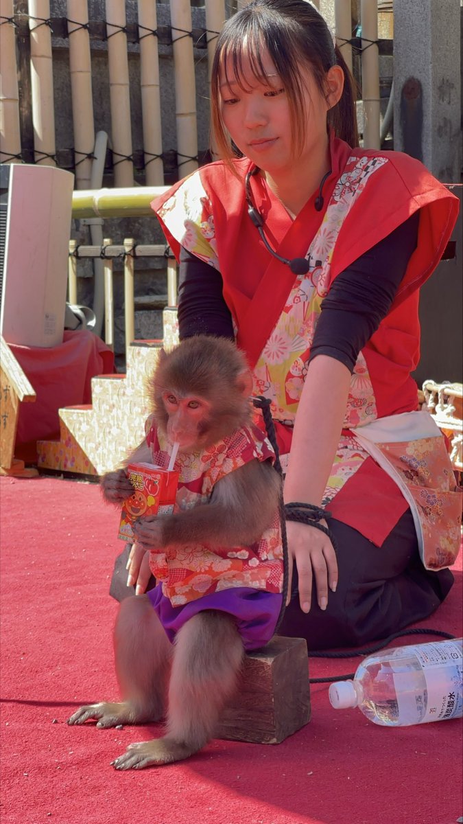 本日の猿活🐵
ストローで飲めるようになって
ちょっとビックリ😳
#ニ助企画
#神戸モンキーズ🐒
#彩～いろどり～ 
#ひかり🐵