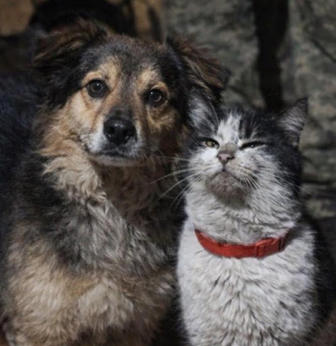 Ми чи не ми?