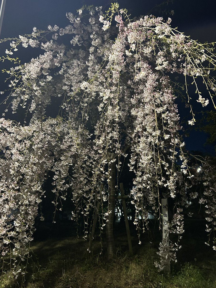 にゃも tweet media