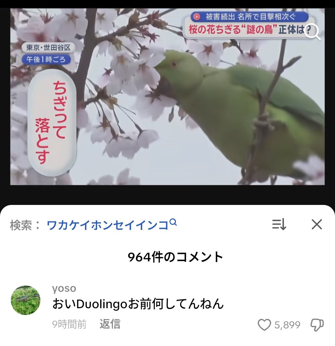 TikTok迷コメント集 tweet media