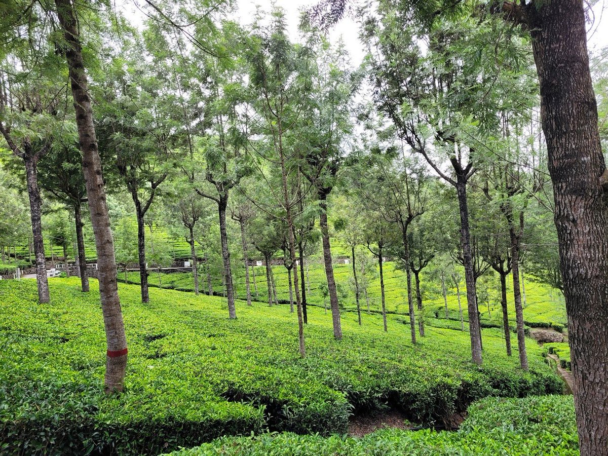 Ananth_IRAS's tweet image. Love for green..💚Share yours.📷🤓 This is mine from Kodanad, Nilgiris - May 2025! #green #Photography