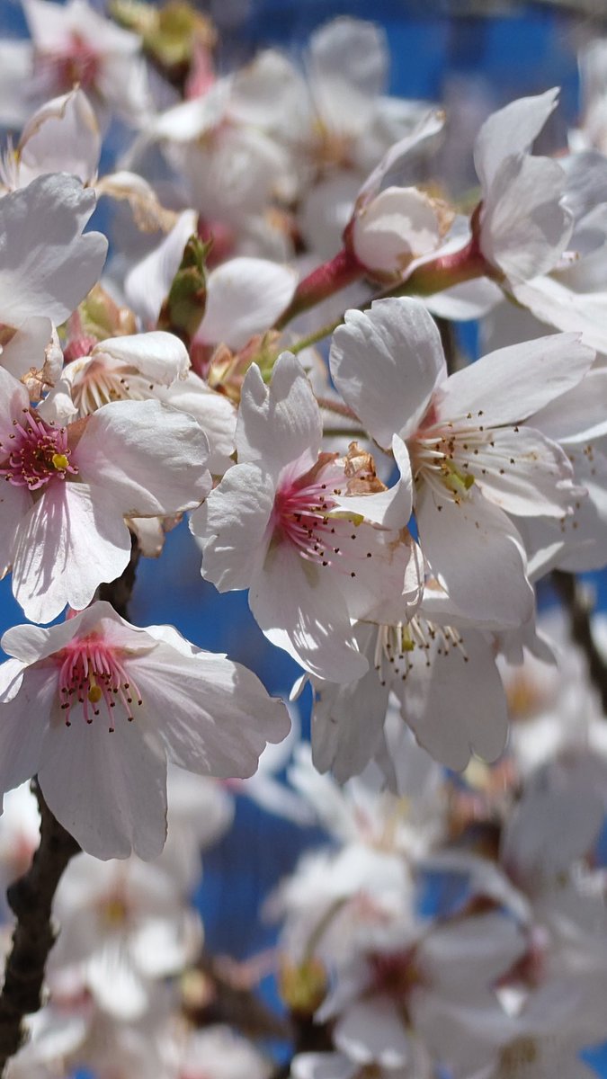 ソロキャン仙人🏕️ソロ仙 tweet media
