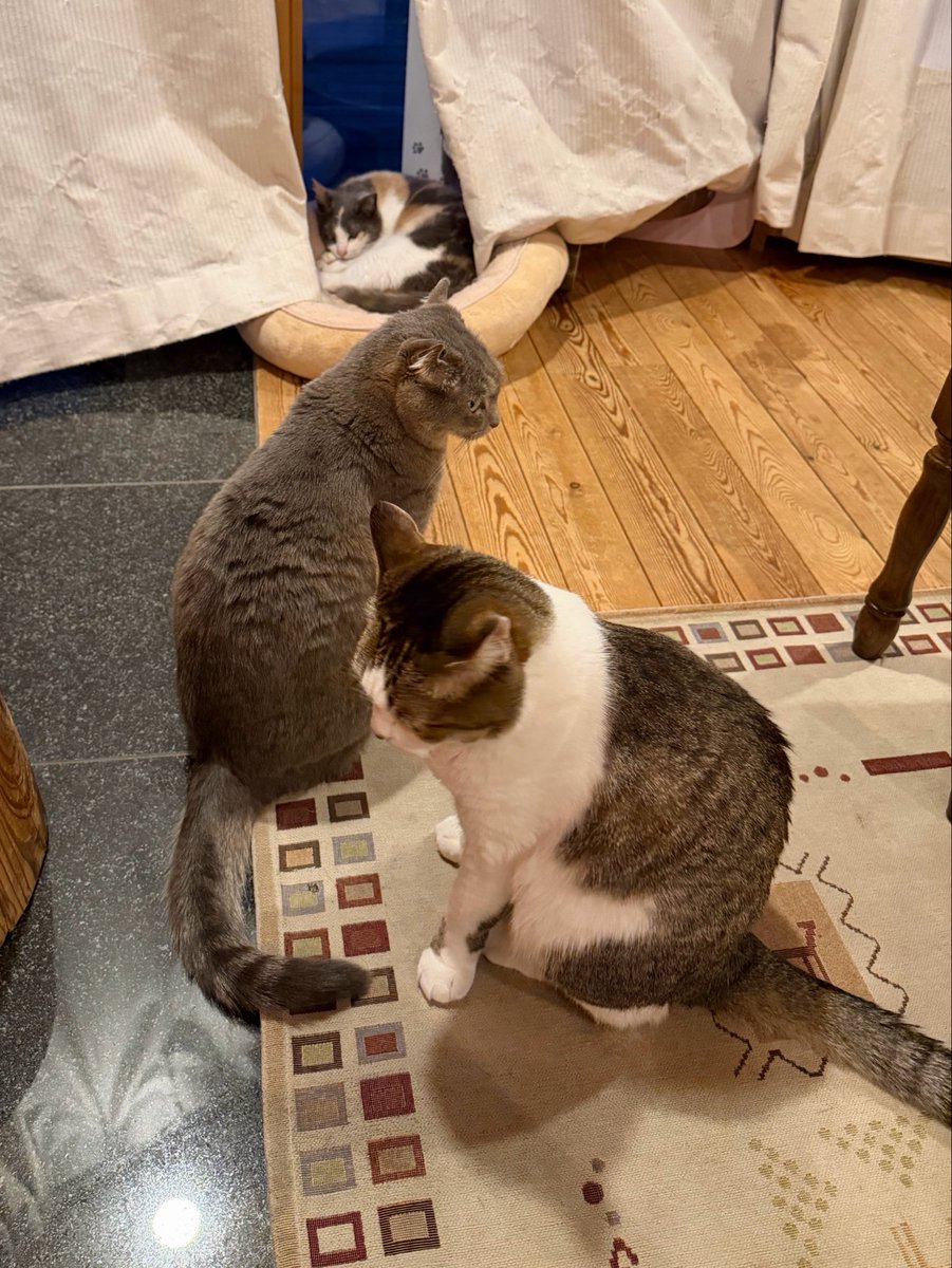 たぬKIKI tweet media