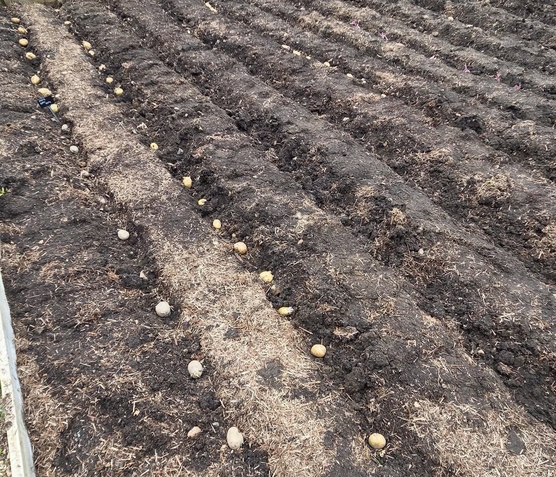 Kitchen Garden tweet media