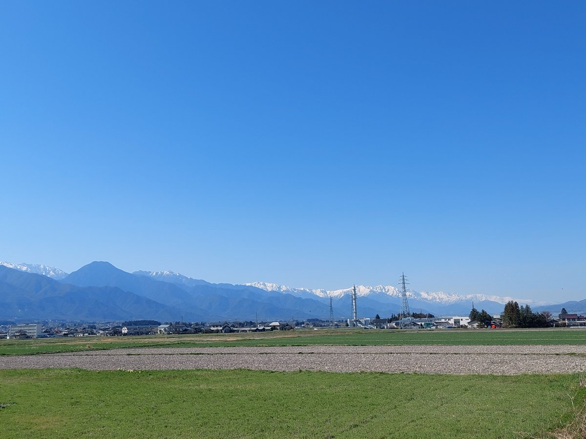 ブルーデイジー tweet media