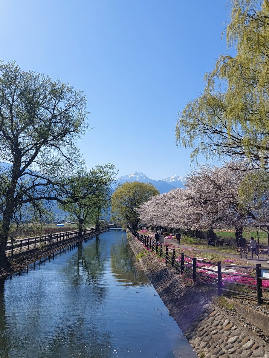 ブルーデイジー tweet media