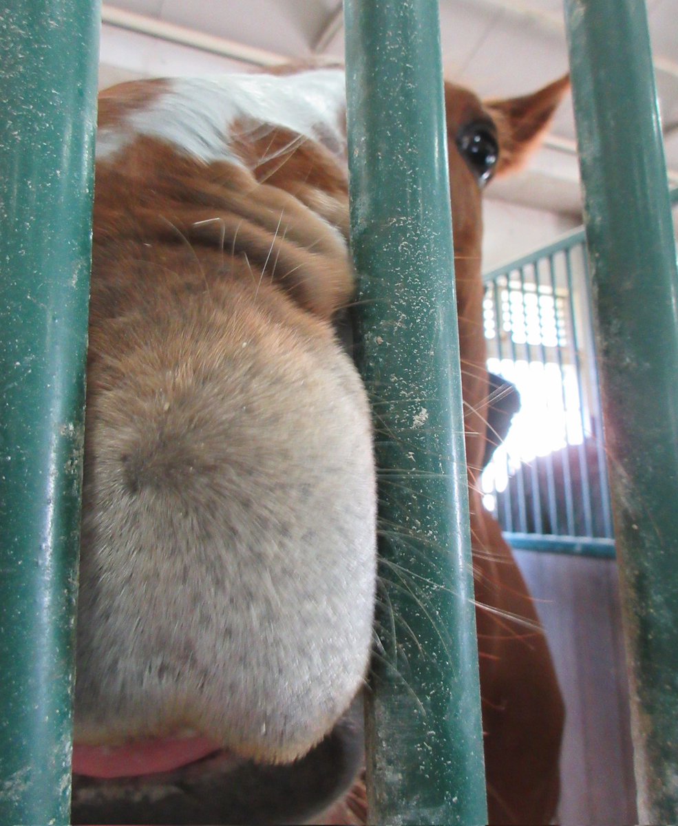 三木ホースランドパーク tweet media