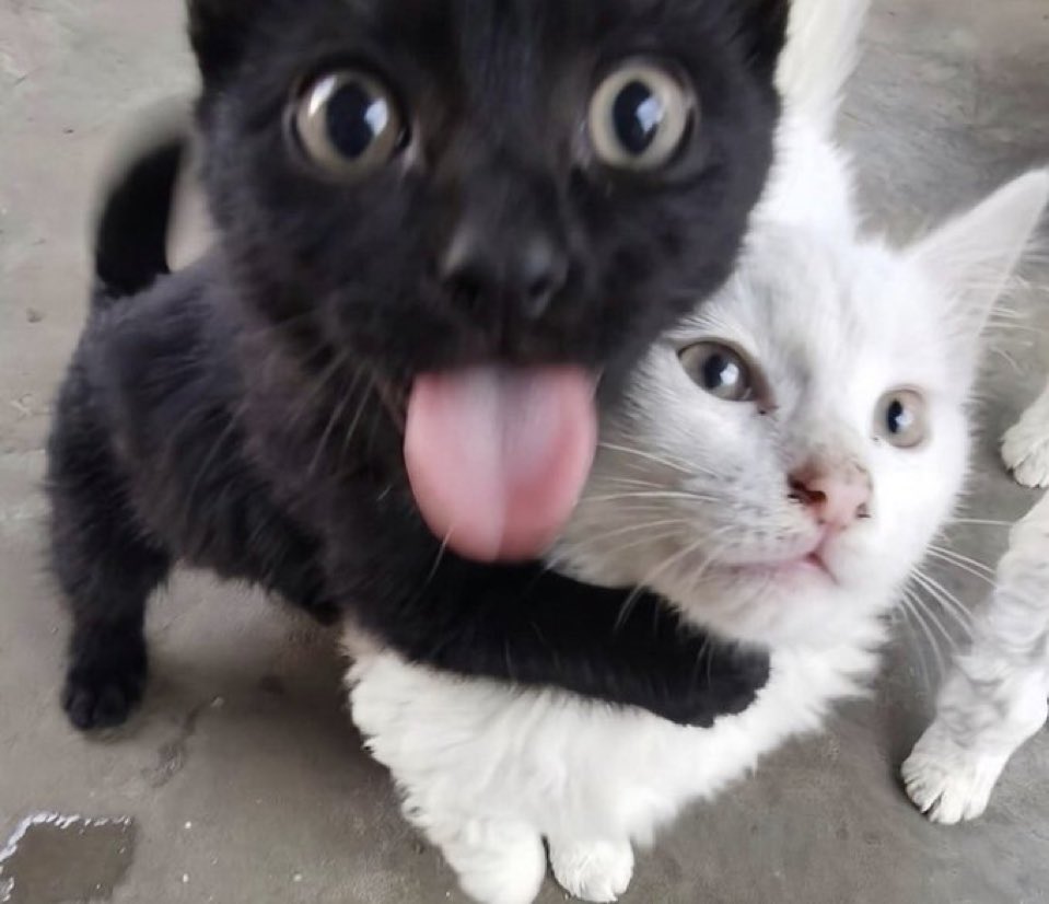 فهمي tweet media