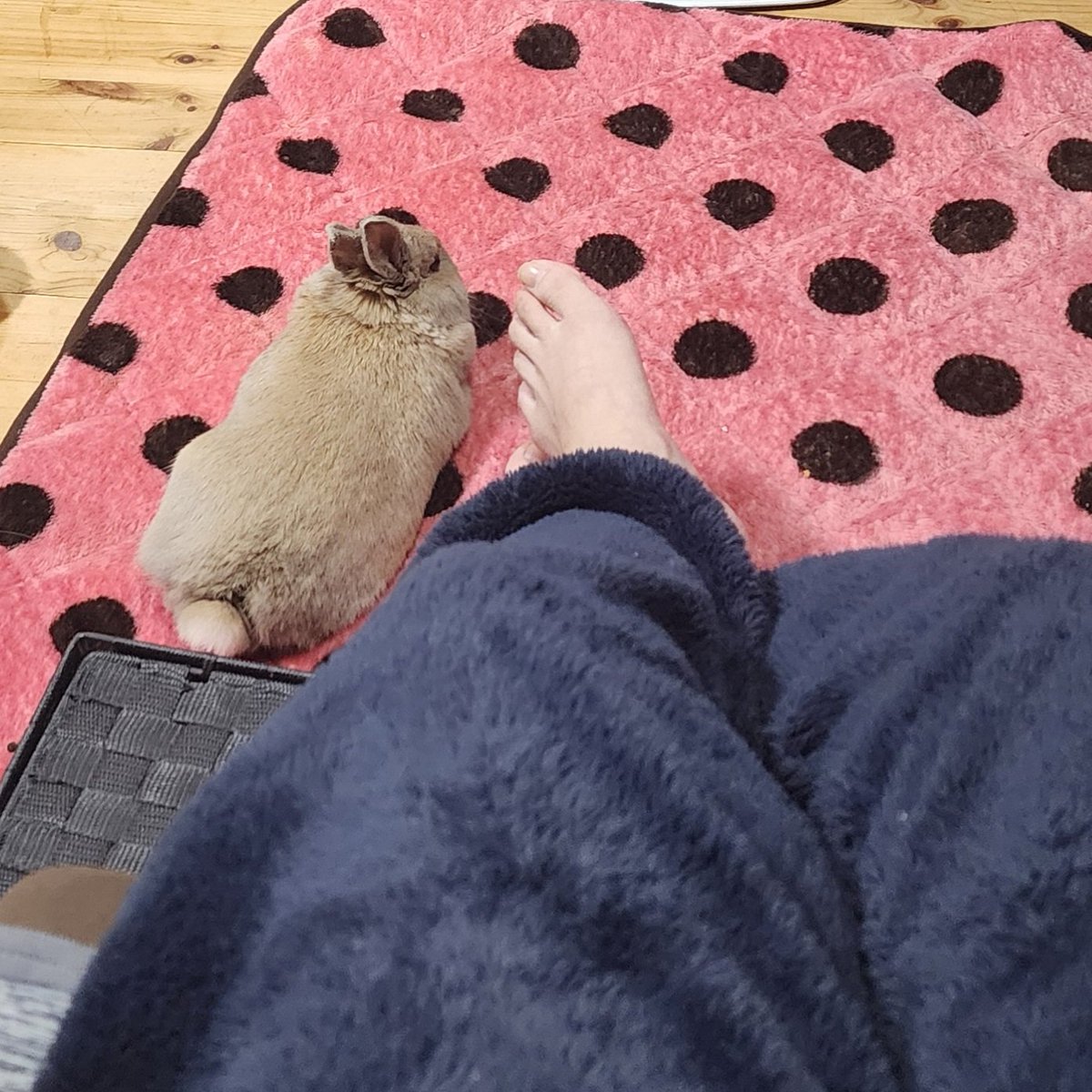 T7ふぉんNP tweet media