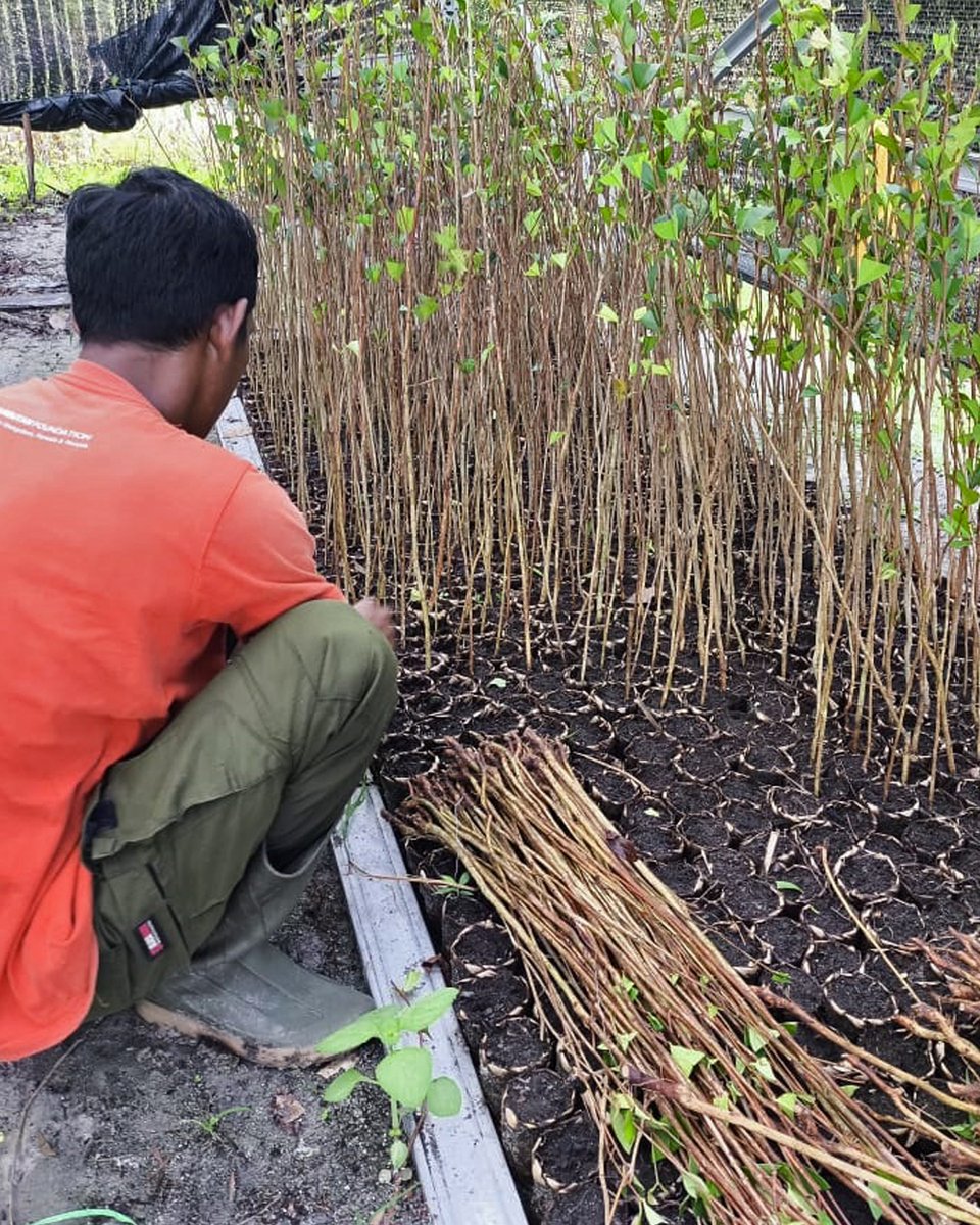 Orang-Utans In Not tweet media