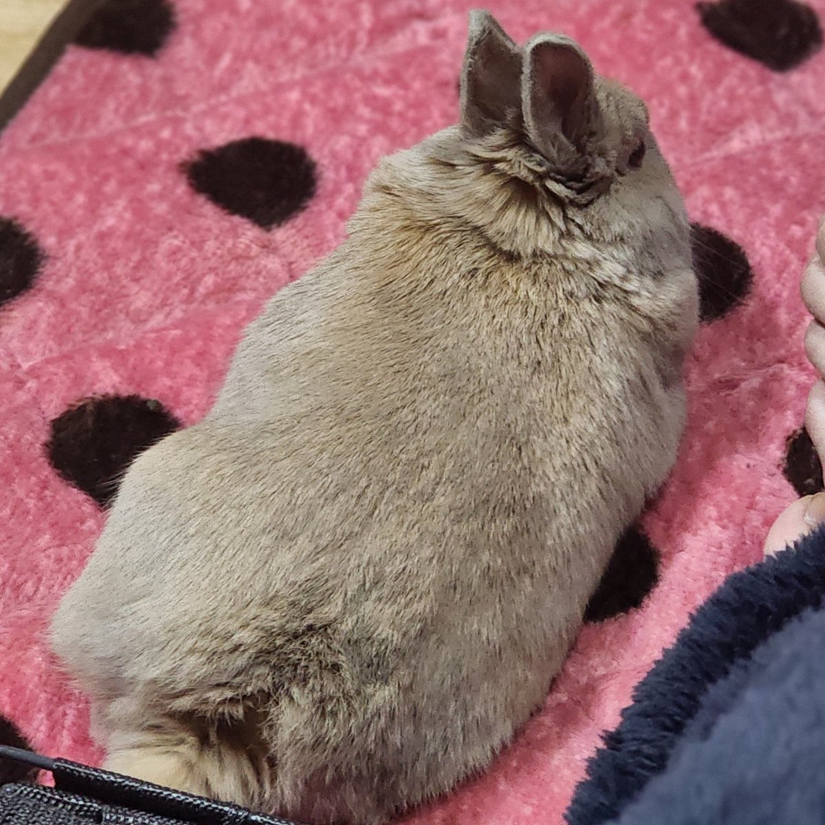 T7ふぉんNP tweet media