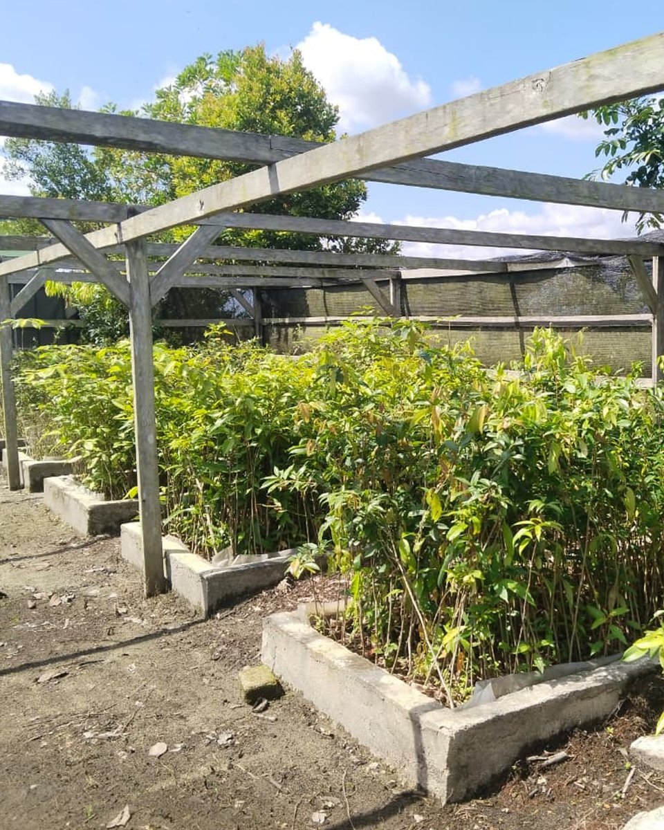 Orang-Utans In Not tweet media