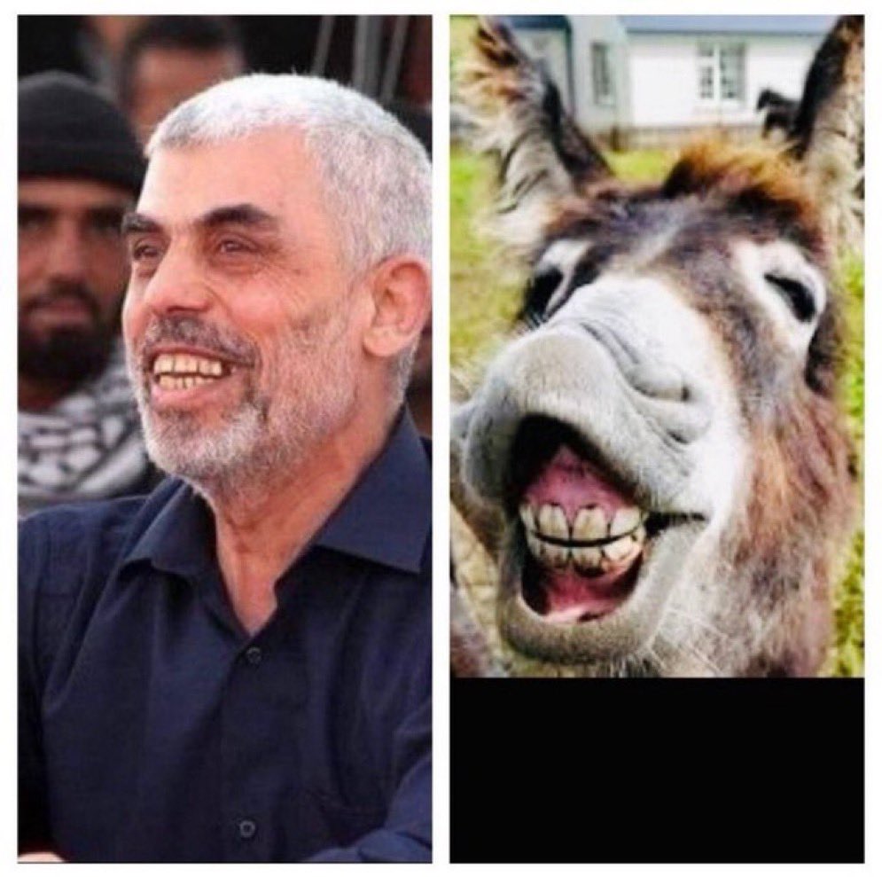 Wildal7kooma tweet media