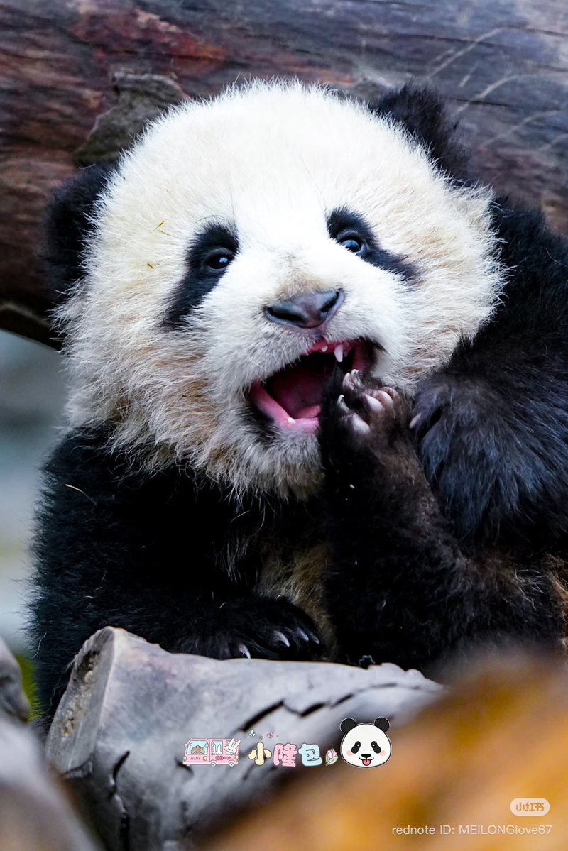 Nana娜娜_阿翔一會兒見💙💚 tweet media