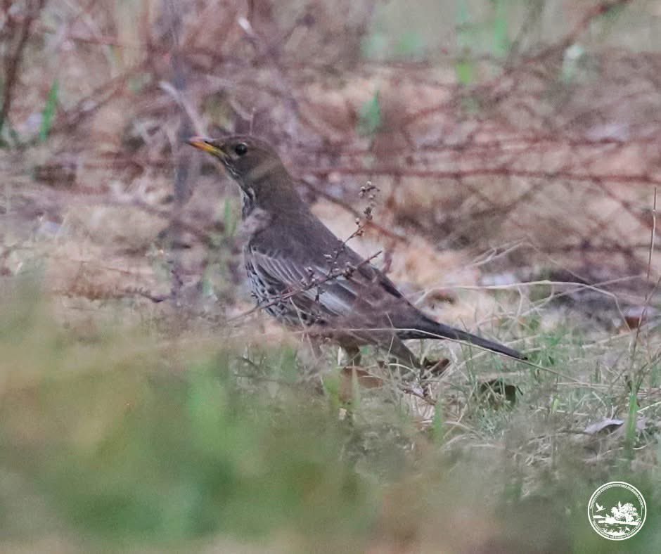 Українські Новини tweet media