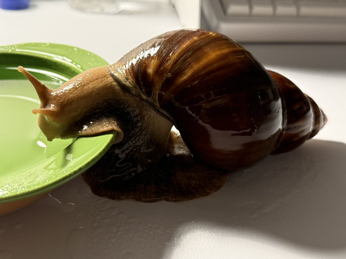 🐌아카이빙 tweet media