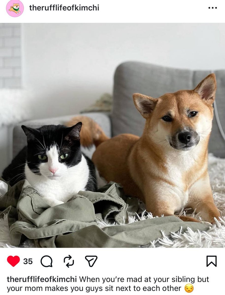 Catsby 🐱 tweet media