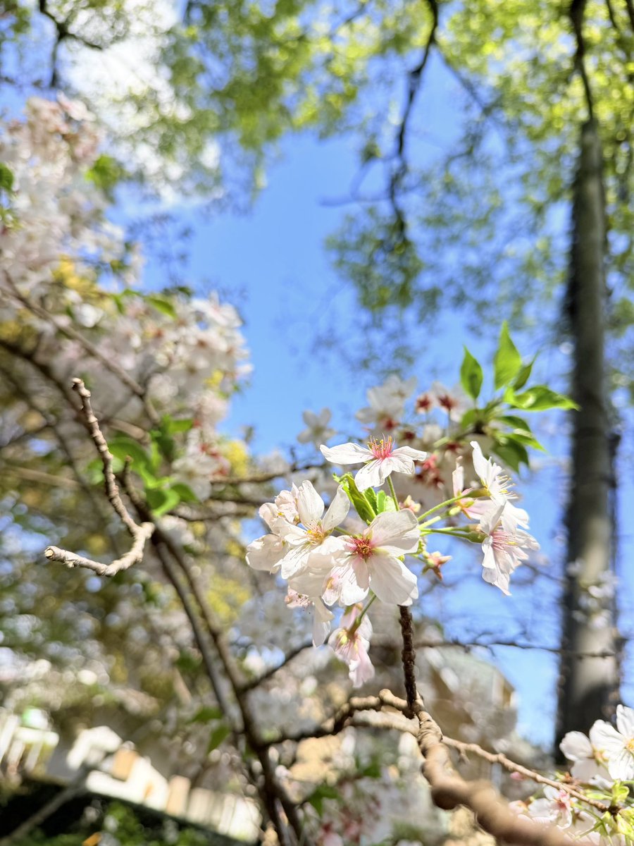 ルミナス🍆 tweet media